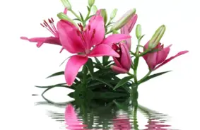 Smiltenes saimnieces dārzā uzziedējusi iespaidīga 2,45 metrus gara lilija