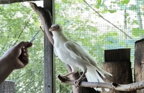 Sniegbaltā vārna Eko no Liepājas atrod jaunas mājas Rīgas zoodārzā