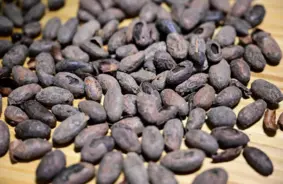 Šokolādes rūgtā garša: kakao pupiņu cenu kāpums apdraud saldummīļus