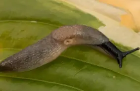 Spāņu kailgliemezis pārņem latviju: vēsā vasara veicina invāziju, solot mūžīgu cīņu