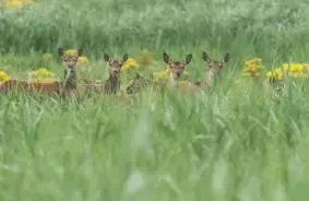 Staltbriežu medības sākas agrāk: Latvijā steidzami regulēs populāciju, lai mazinātu milzu postījumus