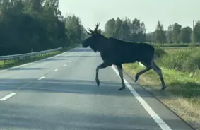 Strauji pieaudzis uz autoceļiem notriekto dzīvnieku skaits Latvijā