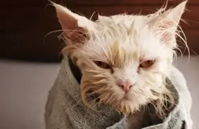 Svētdien Latvijā gaidāms lietains un mākoņains laiks, vietām iespējamas stipras lietusgāzes