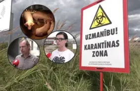 Talsu novadā Āfrikas cūku mēra dēļ likvidēs teju 5000 cūku: konstatēts lielākais uzliesmojums piecos gados