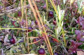 Teiču dabas rezervāts paver durvis vietējiem dzērveņu vākšanai: saudzība kā prioritāte