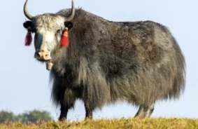 Tibetas hibrīds: dzo un dzomo – izdzīvošanas stratēģija mainīgajā klimatā