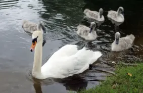 Tiesā nonāk lieta par divu Uzbekistānas pilsoņu spīdzinātu gulbi Carnikavā
