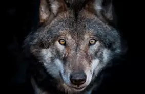 Traģēdija pie "Sēnītes": Uz Siguldas šosejas notriekts liels vilks – atgādinājums par dabas trauslumu un ceļu bīstamību