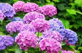 Trīs būtiskākie jūlija darbi, lai hortenzijas ziedētu vēl ilgāk un krāšņāk