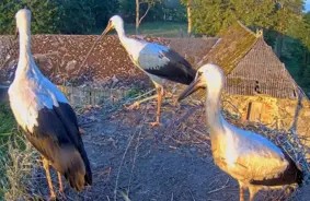 VIDEO: Tukuma novadā visi trīs stārķēni veic pirmos, emocijām bagātos lidojumus