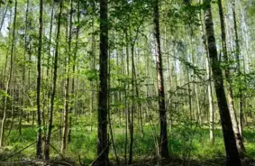 VUGD Operatīvi Glābj Mežā Apmaldījušos Cilvēku Rīgas Kleistos