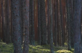 VUGD izglābj vairākus apmaldījušos no meža: atgādinājums par drošību un dabas viltību
