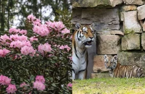 Vai Jūsu Vārdā Mīt Augs vai Dzīvnieks? Rīgas Zoo un Salaspils Botāniskais Dārzs Aicina uz Akciju “Flora vs. Fauna”!