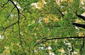 Vai šogad Latvijā sagaidāms krāšņs zelta rudens?