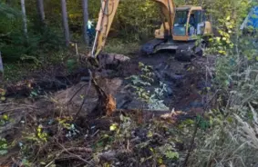 Vai tīrs mežs ir sapnis? “Latvijas valsts meži” iegulda milzu pūles, lai tā būtu realitāte