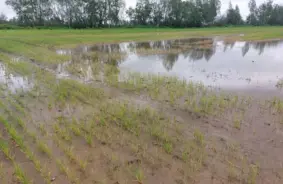 Zemkopības ministrs Armands Krauze aicina izsludināt ārkārtas situāciju lietavu postītajās lauksaimniecības teritorijās