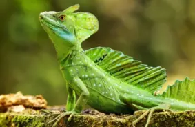 Zinātnieki brīdina: Rāpuļiem drīzumā var būt nepieciešama steidzama aizsardzība