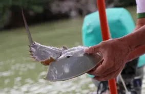 Zobenastes: Miljoniem Gadu Senas Radības, kas Glābj Dzīvības un Sastopas ar Izaicinājumiem