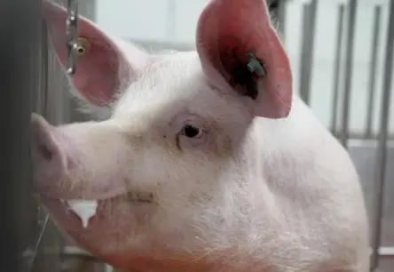 ASV uzsākta pirmā cilvēka klīniskā izmēģinājuma ar cūku nieru transplantāciju