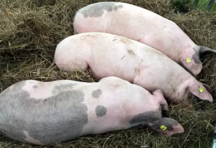 Āfrikas cūku mēra krīze Latvijā: "Baltic Pork" teritorijā aprakti cūku līķi