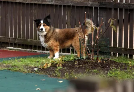 Aicinājums Pārmaiņām: Latvijas Pilsētām Nepieciešams Vairāk Brīvības Suņiem