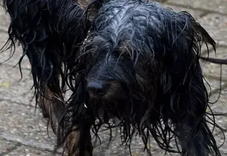 Augusta pirmās dienas sniegs vasarīgu mieru, bet nākamnedēļ Latvijā atgriezīsies lietus un brāzmains vējš