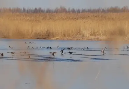 Babītes ezera jaunais aizsardzības plāns: Ko tas nozīmē iedzīvotājiem un makšķerniekiem?