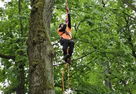 Baltijas Arboristu Elites Sacensības Pārņem Carnikavas Parka Ozolus: Meistarība, Drosme un Cieņa Pret Dabu