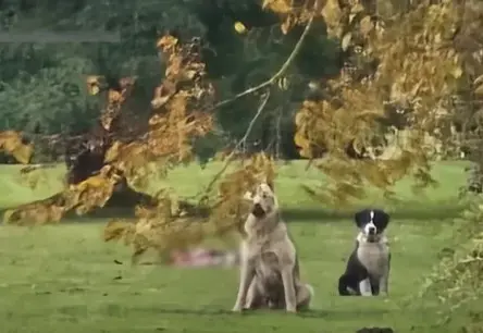 Bauskā suņu nošaušanas dēļ atstādina pašvaldības policijas priekšnieku, uzsākta dienesta pārbaude