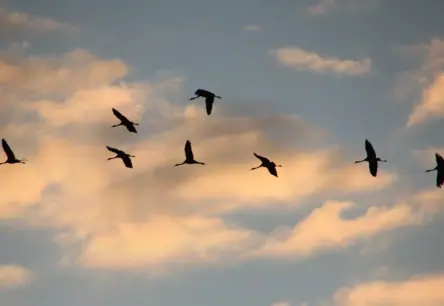 Bebri un dzērves: negaidītais dabas sadarbības stāsts Latvijā