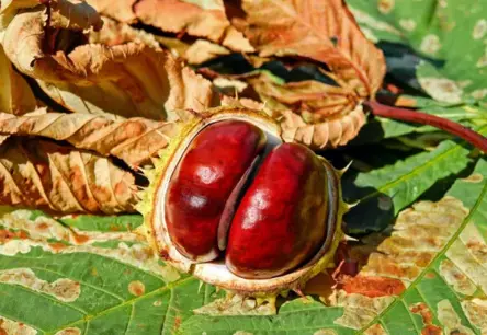 Brīvdienās Latvijā gaidāms vasarīgs siltums virs +20 grādiem, bet nākamnedēļ – straujš vēsums un pirmās salnas