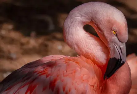 Čehijas iedzīvotāji divās dienās savāc pusmiljonu eiro Ukrainas "Flamingo" raķetes iegādei