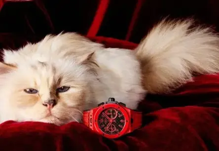 Četrkājaino influenceru impērija: Kā dzīvnieki valda digitālajā pasaulē