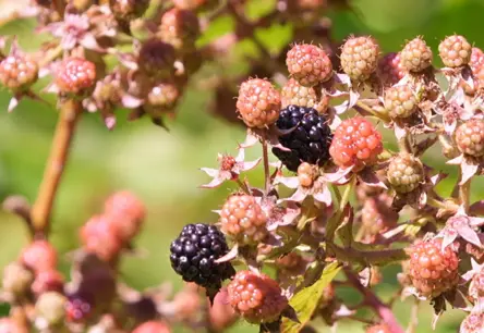 Cūcenes nav tikai sēnes: Latvijas mežu noslēpumainās melnās ogas, kas apbur ar savu garšu
