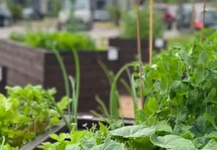 Daba ienāk pilsētā: Urbānās dārzkopības tendences un padomi aizraujošai vasarai 2025