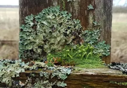 Dabas sirds atveras: Dabas aizsardzības pārvalde aicina iepazīt ķērpju noslēpumaino pasauli Krustkalnu dabas rezervātā