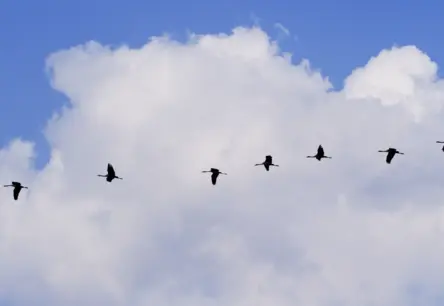 Draudu pilns ceļš uz siltākām zemēm – kurp ziemās aizlido mūsu gājputni?