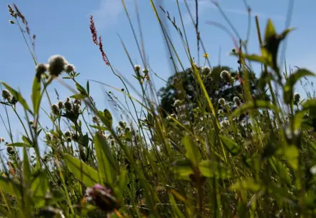 Dreiliņkalna parkā uzplauks Pļavas festivāls: Aicinājums sargāt Latvijas dabas dārgumu
