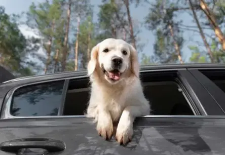 Drošības pirmām kārtām: kā nodrošināt komfortablu un drošu ceļošanu ar suni vai kaķi automašīnā