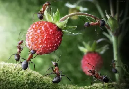 Dzīvnieki-detektīvi: Kā sarkanās sārnes un skudras palīdz cīnīties pret vēzi, bet žurkas – ar mīnām