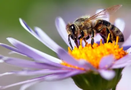Eiropas savvaļas medus bites oficiāli atzītas par apdraudētām
