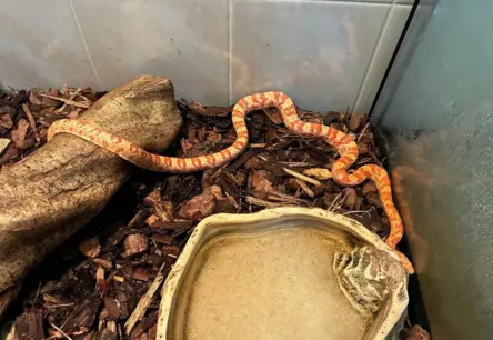 Eksotiskā čūska Rīgas kāpņutelpā: atbildība un pārsteiguma sekas