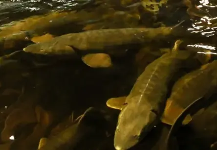 Finanšu institūcija "Altum" publiskā izsolē pārņem zivjaudzētavu Cēsu novadā