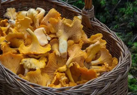 Gaileņu zelts un ogu klusums: Latvijas mežos šovasar valda pārsteidzoši kontrasti ar rudens cerībām