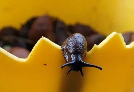 Gliemežu invāzija dārzos: Kā stāties pretī Spānijas kailgliemeža postošajam uzbrukumam?