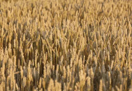 Graudkopības nozare Latvijā kritiskā situācijā: nelabvēlīgie laika apstākļi rada lielus zaudējumus