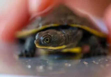 Gvadalaharas zoodārzā svin Valjartas bruņurupuču mazuļa dzimšanu