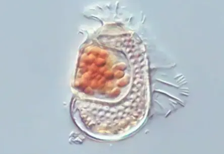 Japānas piekrastē atklāj noslēpumainu mikroorganismu, kas apstrīd dzīvības definīciju