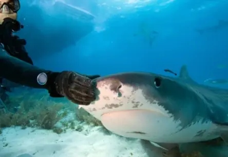 Jauni veselības standarti akūlām: Kā zinātnieki atklāj noslēpumus no Galapagu ūdeņiem