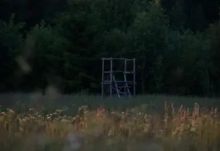 Jauns pavērsiens lāča nošaušanas lietā Ogres novadā: mednieks ar pagātni